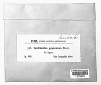 Cantharellus guyanensis image